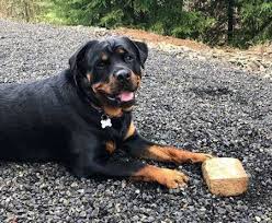 2019 Most Popular Dog Breeds In The Us For 2018 Most Popular Dog Breeds Popular Dog Breeds Dog Breeds