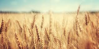 Rice, crops, rubber, palm oil. The Future Of Farming It In Agriculture Ntt Data Business Solutions Malaysia