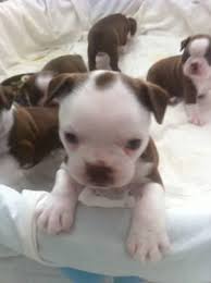 Descended from mixes of white english terriers an english bulldogs, in the early 1800's. Boston Terrier Puppies Pets And Animals For Sale Arkansas