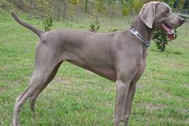 Our weimaraner puppies for sale come from either usda licensed commercial breeders or hobby breeders with no more than 5 breeding mothers. Weimaraner Puppies For Sale From Reputable Dog Breeders