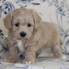 We did not find results for: Simba Maltipoo Puppy 616412 Puppyspot