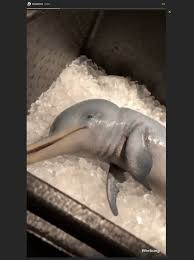 Thierry baudet läuft geert wilders den rang ab. Instagram Influencer Verspeist Baby Delfin Ein Radikaler Prank Von Followfish Fur Presseportal