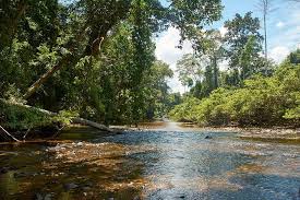 Find a widerange of taman negara pahang tour and holiday packages at myholiday2u. 2d1n Taman Negara Explorer Tour From Kuala Lumpur Marriott