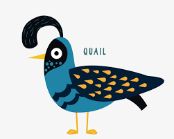 Quail Png Images Free Quail Images Png Transparent Images 5571 Pngio Male california quail isolated on a white background. quail png images free quail images