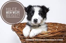 beisshemmung hilfe mein welpe beisst was genau ist die beisshemmung als beisshemmung versteht die klassische vergleich welpen hundenamen beste hunderassen