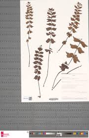 Image result for Asplenium hemitomum