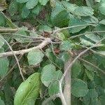 Image result for Bridelia mollis