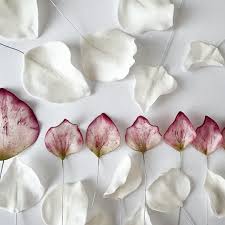 Anastasia at cookie's paper petals has been at this for a while. Sugar Hellebore Petals Work In Progress Precision Painting Sugar Flowers Tutorial Wafer Paper Flowers Fondant Flower Tutorial