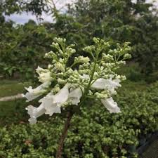 Image result for Jacaranda mimosifolia