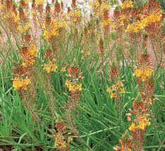 Image result for Bulbine capitata