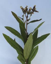 Image result for Vernonia zambiana