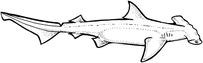 The hammerhead shark was named because its head looks like a hammer. Hammerhead Shark Coloring Pages Free Coloring Home