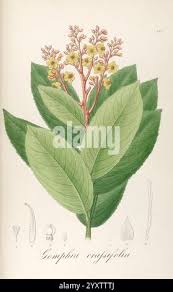 Image result for Gomphia