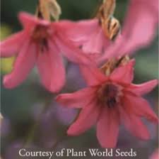 Image result for Dierama formosum
