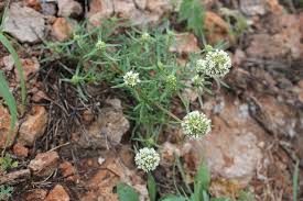 Image result for Spermacoce perennis