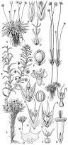 Image result for Syngonanthus welwitschii