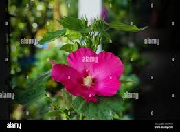 Image result for Hibiscus aponeurus