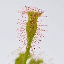 Image result for Drosera dielsiana
