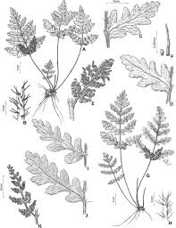 Image result for Anemiaceae