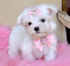 Tiny Teacup Maltese Too Cute 18 Oz At 9 Weeks Tiny Baby Doll Sold Moving To Texas Teacup Puppies Maltese Maltese Puppy Teacup Puppies