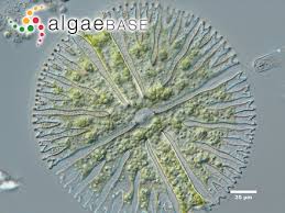 Image result for Micrargeria