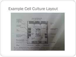 This approach can be contrasted with field studies in which animals are observed in their natural environments or. Introduction To Mammalian Cell Culture Ppt Video Online Download