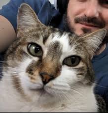 Austin Lost and Found Pets