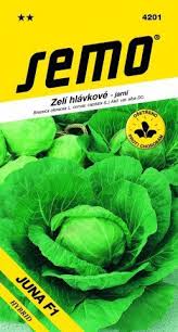 Image result for hlávková kapusta