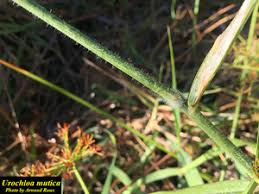 Image result for Urochloa umbellata