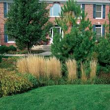 Learn about deer resistant plants. Planting Plan A Deer Resistant Bed That Shines In Fall And Winter Finegardening