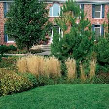 As temperature drops, all activities in the garden seize, turning the land a dull gray. Planting Plan A Deer Resistant Bed That Shines In Fall And Winter Finegardening