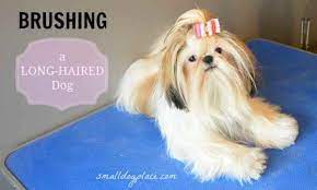 Long haired gsd puppies will cost about the same as regular coated pups. Brushing A Long Haired Dog Tricks Of The Trade