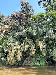 Image result for Raphia rostrata