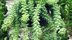 Con la sua semplicità crea un effetto pieno e anche artistico. Pianta Grassa Pendente Ideali Per Interni Ed Esterni