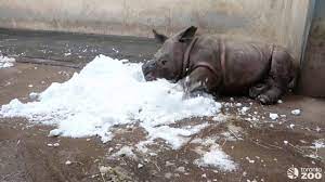 Toronto Zoo White Rhino Calf Meets Snow Youtube