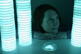 Bioluminescent Portraits and Installations — Hunter Cole