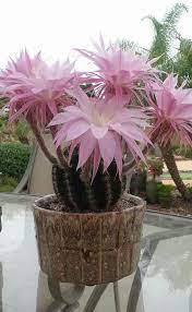 We did not find results for: Echinobivia Rainbow Bursts Blooming Cactus Plants Unusual Flowers