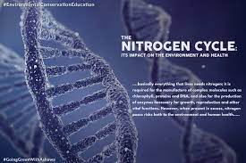 THE NITROGEN CYCLE: ITS IMPACT ON THE ENVIRONMENT AND HEALTH 