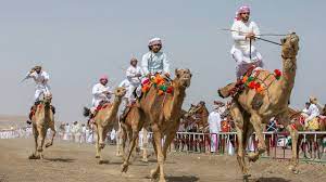 January 07, 2019 9:35 am. Al Marmoun Camel Festival 2018 Grand Finale Camel Racing Uae Youtube