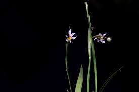 Image result for Sisyrinchium micranthum