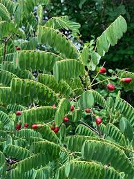 Image result for Rourea orientalis