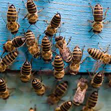 Pest control bd is the right choice. Pest Control Ak Pest Control Of Central Virginia