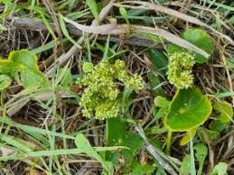 Image result for Hydrocotyle bonariensis