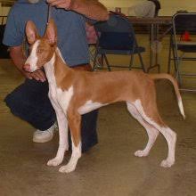 Look at pictures of puppies in los angeles who need a home. Puppyfind Ibizan Hound Puppies For Sale