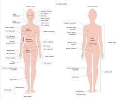 Human body organ diagram rome fontanacountryinn com. Anatomy Of Female Back Anatomy Drawing Diagram