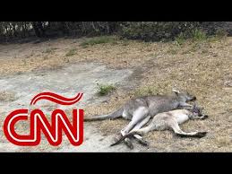 Lunes, 19 de julio de 2021 · 09:00. Millones De Animales Murieron Tratando De Huir De Incendios En Australia Youtube