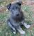Liver Red German Shepherd