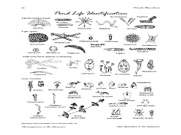 examining pond life lesson plan for 3rd 4th grade lesson