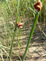 Image result for Schoenoplectus sp.no.3