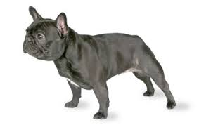 Small, adorable, loyal, intelligent, and strong are this is why their education from an early age is important in bulldog pitbull mix puppies. French Bulldog Dog Breed Information Pictures Characteristics Facts Dogtime